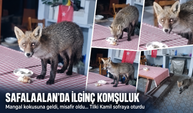 Safaalan'da ilginç komşuluk! Mangal kokusuna geldi, misafir oldu...Tilki Kamil sofraya oturdu