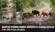 Mantar peşinde domuz sürüsüyle karşılaştılar! 6 bin 500 lirayla döndüler