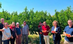 İpsala’da şeftali hasadı yapıldı
