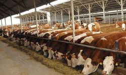 Besilik sığır ithalatında başvuru takvimi açıklandı