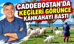 Caddebostan'da keçileri görünce kahkahayı bastı
