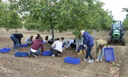 Tekirdağ'da ceviz hasadı başladı! 23 dekardan 6,5 ton ürün bekleniyor