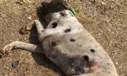 Vicdanları yaralayan görüntü! Lüleburgaz'da köpeği kim kurşunladı?
