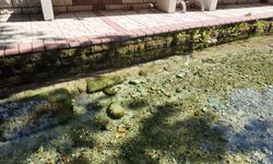 Romanya'dan Kırklareli'ne uzanan esrarengiz hikaye! Kaynarca'daki gizemli su...MARMARA HABER görüntüledi