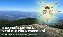 Kaz Dağları'nda yeni bir böcek türü keşfedildi
