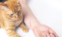 Kedi ve köpek tırmalamasını hafife almayın! Uzmanından hayati kuduz uyarısı