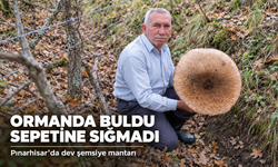 Kırklareli'nde 40 santimetrelik dev şemsiye mantarı bulundu