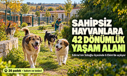 Edirne'de sahipsiz hayvanlar için 42 dönümlük doğal yaşam alanı açılıyor