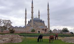Şaşırtan manzara! Edirne Selimiye Meydanı'nda başıboş atlar