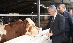 Vali Sezer'den Lalapaşa'da tarım ve hayvancılık hamlesinde yerinde inceleme