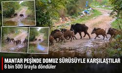 Mantar peşinde domuz sürüsüyle karşılaştılar! 6 bin 500 lirayla döndüler