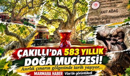 Çakıllı'da 583 yıllık doğa mucizesi! Asırlık çınarın gölgesinde tarih yaşıyor...MARMARA HABER Vize'de görüntüledi