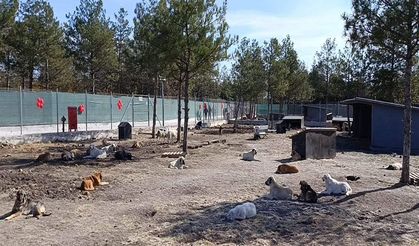 Edirne’de 42 dönümlük doğal yaşam alanı açıldı