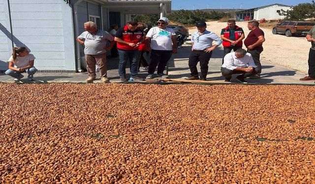 Şarköy'de badem hasadı başladı