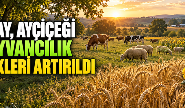 Buğday, ayçiçeği ve hayvancılık destekleri artırıldı 