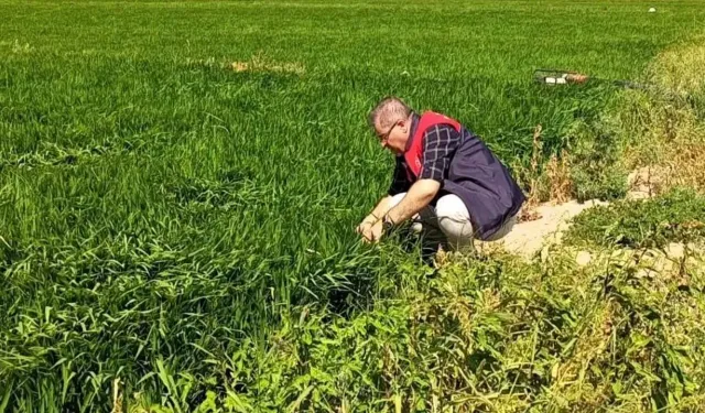 Kırklareli ekonomisinin Türkiye'ye katkısı! Ne üretiliyor? Pehlivanköy çeltiği...