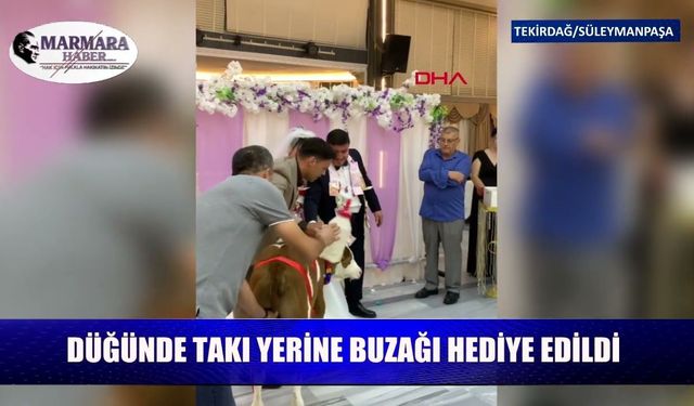 Düğünde arkadaşına altın yerine buzağı taktı
