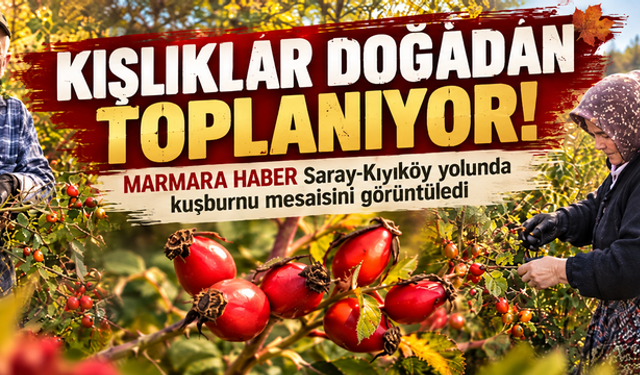 Saray-Kıyıköy yolunda kuşburnu mesaisi! Kışlıklar doğadan toplanıyor
