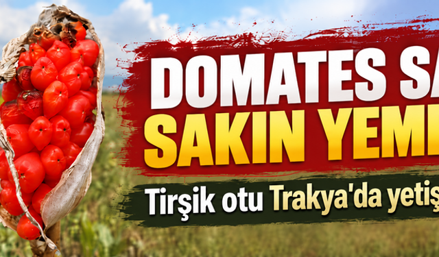 Domates sanıp sakın yemeyin! Tirşik otu Trakya'da yetişiyor mu?