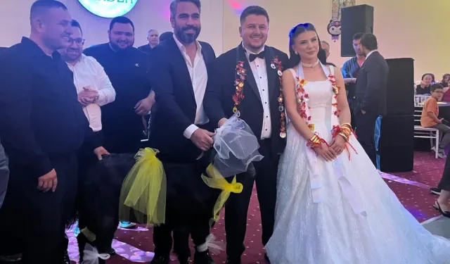 Düğünde takı yerine keçi taktılar! Damadın sözleri  güldürdü
