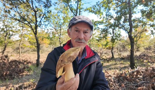 Yağmur yağdı, mantarcılar ormana koştu! İlk günden yüzler güldü...MARMARA HABER mantarcıların mesaisini görüntüledi
