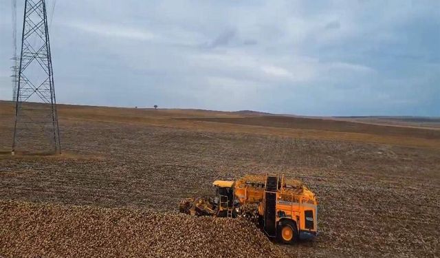 Çorlu'da tarladan bereket fışkırdı! Dekardan 10 ton pancar