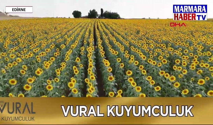 Ayçiçeği tarlaları görsel şölen sunuyor