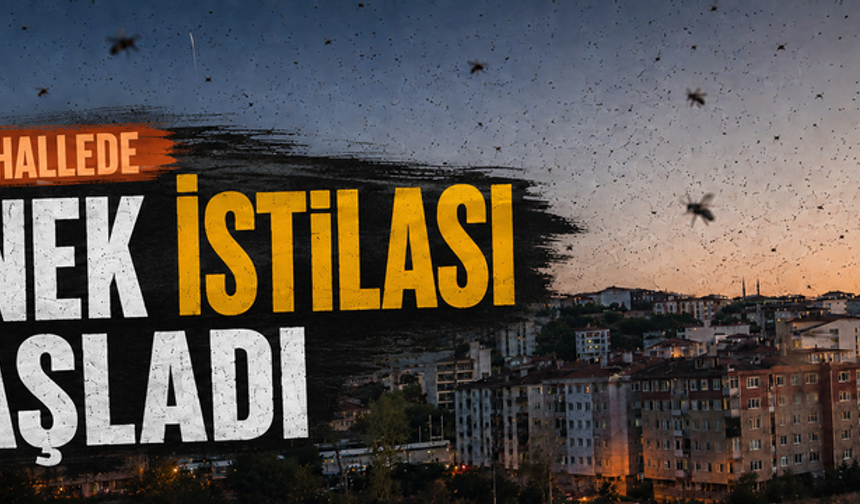 Sıcak Hava Yetmedi Sinek İstilası Başladı!