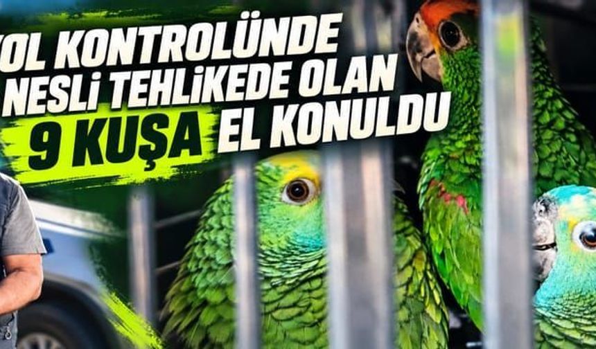 Nesli tehlikede olan 9 kuşa el konuldu