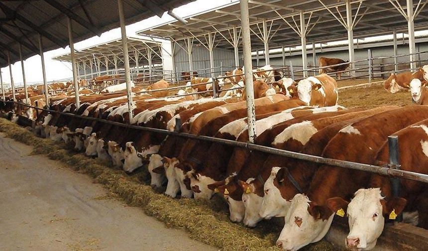Besilik sığır ithalatında başvuru takvimi açıklandı