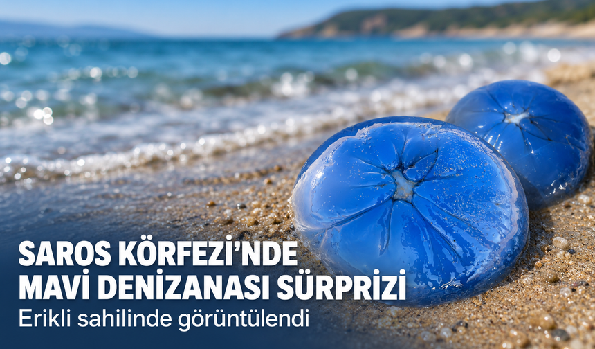 Saros Körfezi'nde mavi denizanası sürprizi! Erikli sahilinde görüntülendi