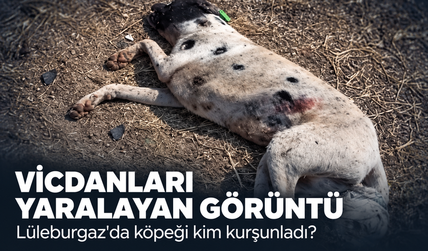 Vicdanları yaralayan görüntü! Lüleburgaz'da köpeği kim kurşunladı?