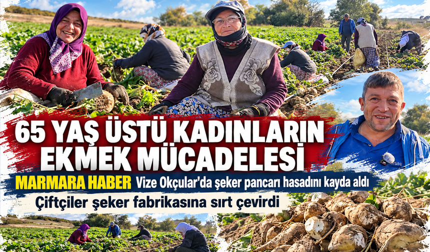 Vize'de pancar tarlalarında 65 yaş üstü kadınların ekmek mücadelesi!! Çiftçiler şeker fabrikasına sırt çevirdi