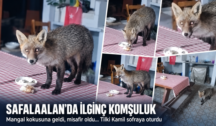 Safaalan'da ilginç komşuluk! Mangal kokusuna geldi, misafir oldu...Tilki Kamil sofraya oturdu