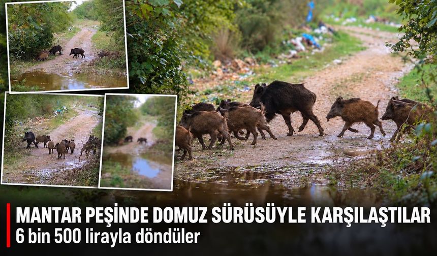 Mantar peşinde domuz sürüsüyle karşılaştılar! 6 bin 500 lirayla döndüler
