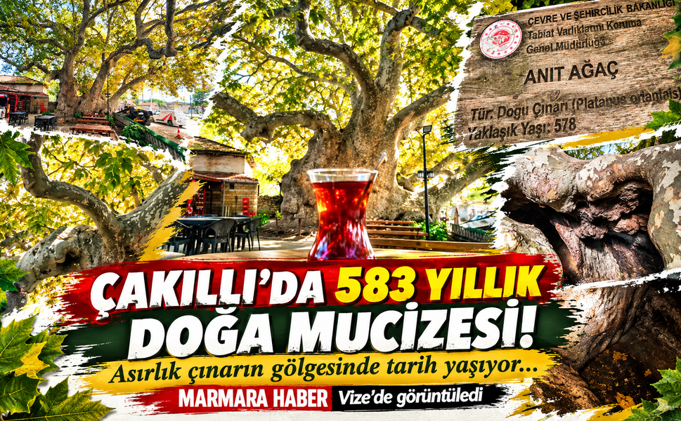 Çakıllı'da 583 yıllık doğa mucizesi! Asırlık çınarın gölgesinde tarih yaşıyor...MARMARA HABER Vize'de görüntüledi