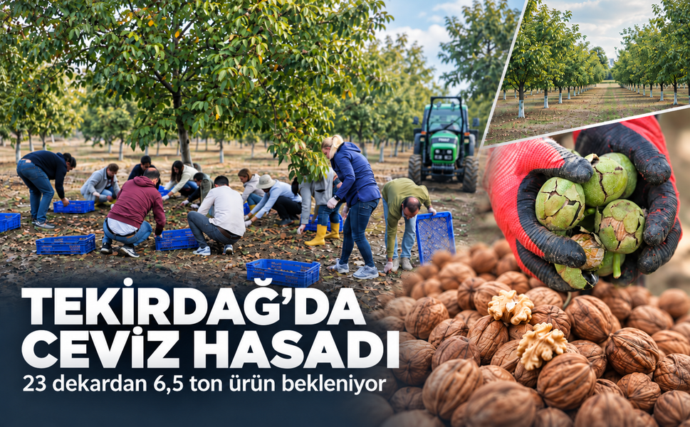 Tekirdağ'da ceviz hasadı başladı! 23 dekardan 6,5 ton ürün bekleniyor