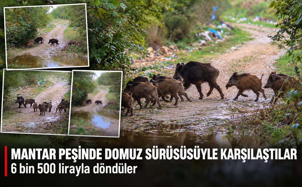 Mantar peşinde domuz sürüsüyle karşılaştılar! 6 bin 500 lirayla döndüler