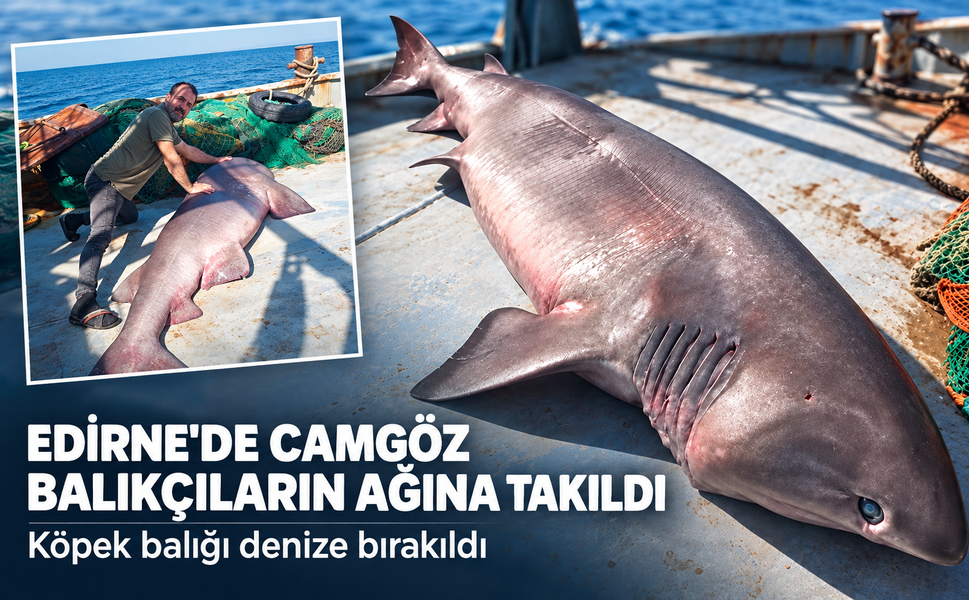 Edirne'de camgöz balıkçıların ağına takıldı! Köpek balığı denize bırakıldı