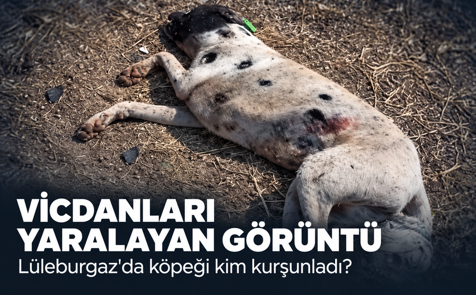 Vicdanları yaralayan görüntü! Lüleburgaz'da köpeği kim kurşunladı?