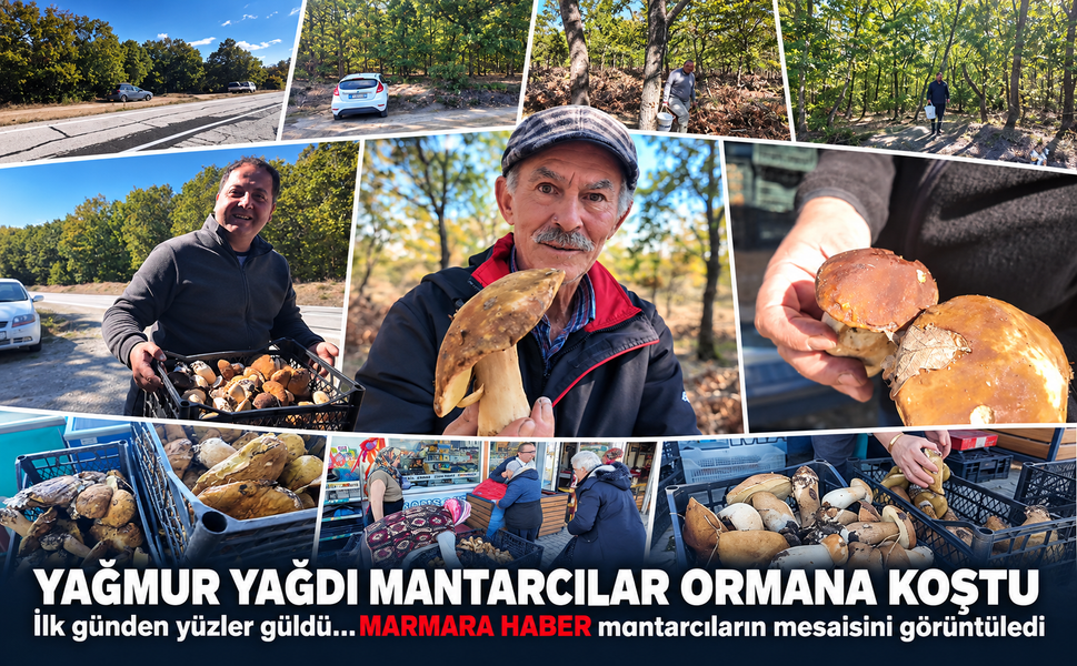 Yağmur yağdı, mantarcılar ormana koştu! İlk günden yüzler güldü...MARMARA HABER mantarcıların mesaisini görüntüledi