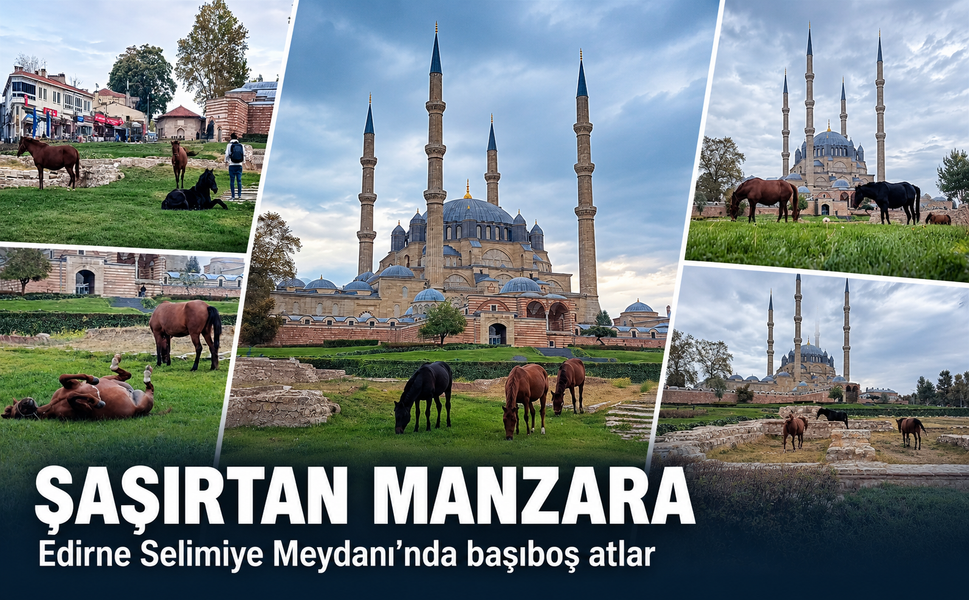Şaşırtan manzara! Edirne Selimiye Meydanı'nda başıboş atlar