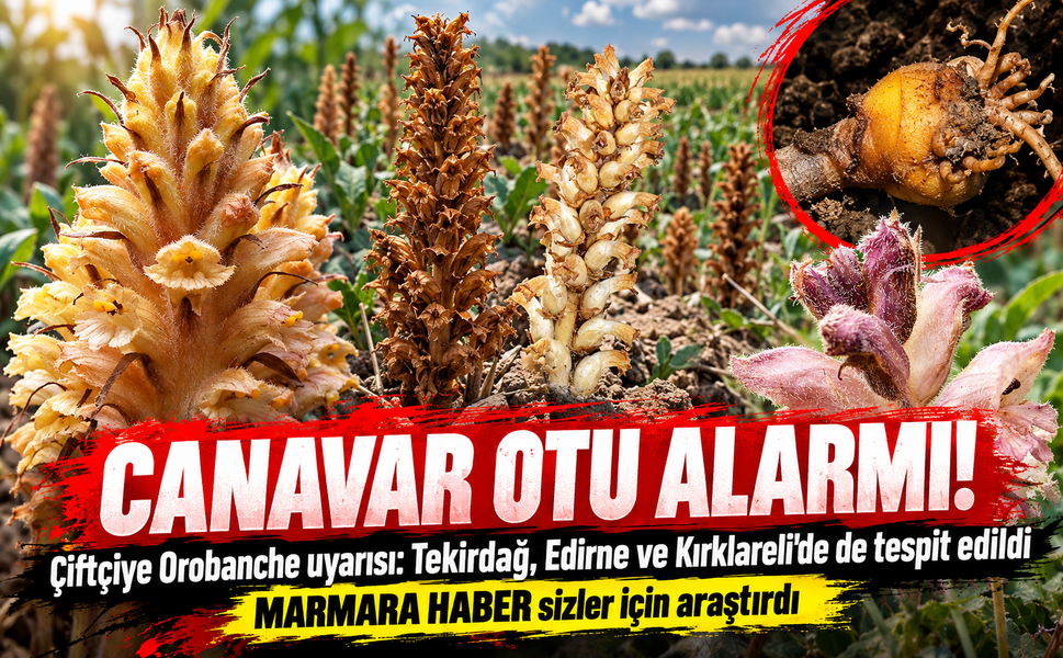 Canavar otu alarmı! MARMARA HABER araştırdı