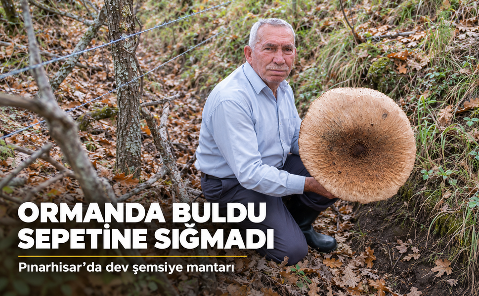 Kırklareli'nde 40 santimetrelik dev şemsiye mantarı bulundu