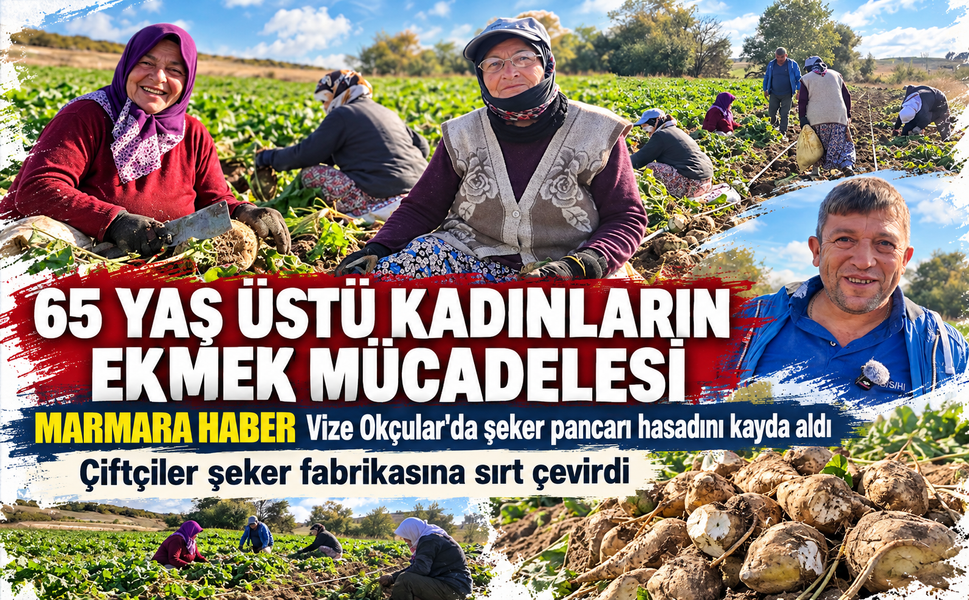 Vize'de pancar tarlalarında 65 yaş üstü kadınların ekmek mücadelesi!! Çiftçiler şeker fabrikasına sırt çevirdi