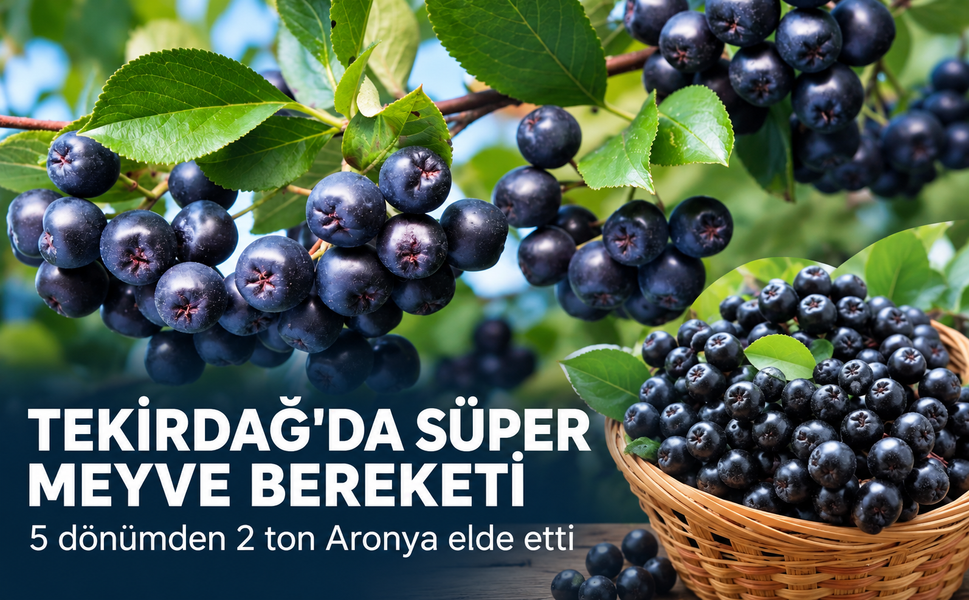 Tekirdağ'da süper meyve bereketi! 5 dönümden 2 ton Aronya elde etti