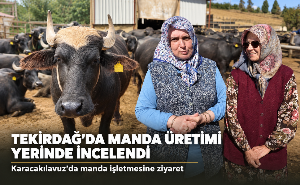 Tekirdağ'da Manda Yetiştiriciliği Gündemde: Karacakılavuz'da Üretim Yerinde İncelendi