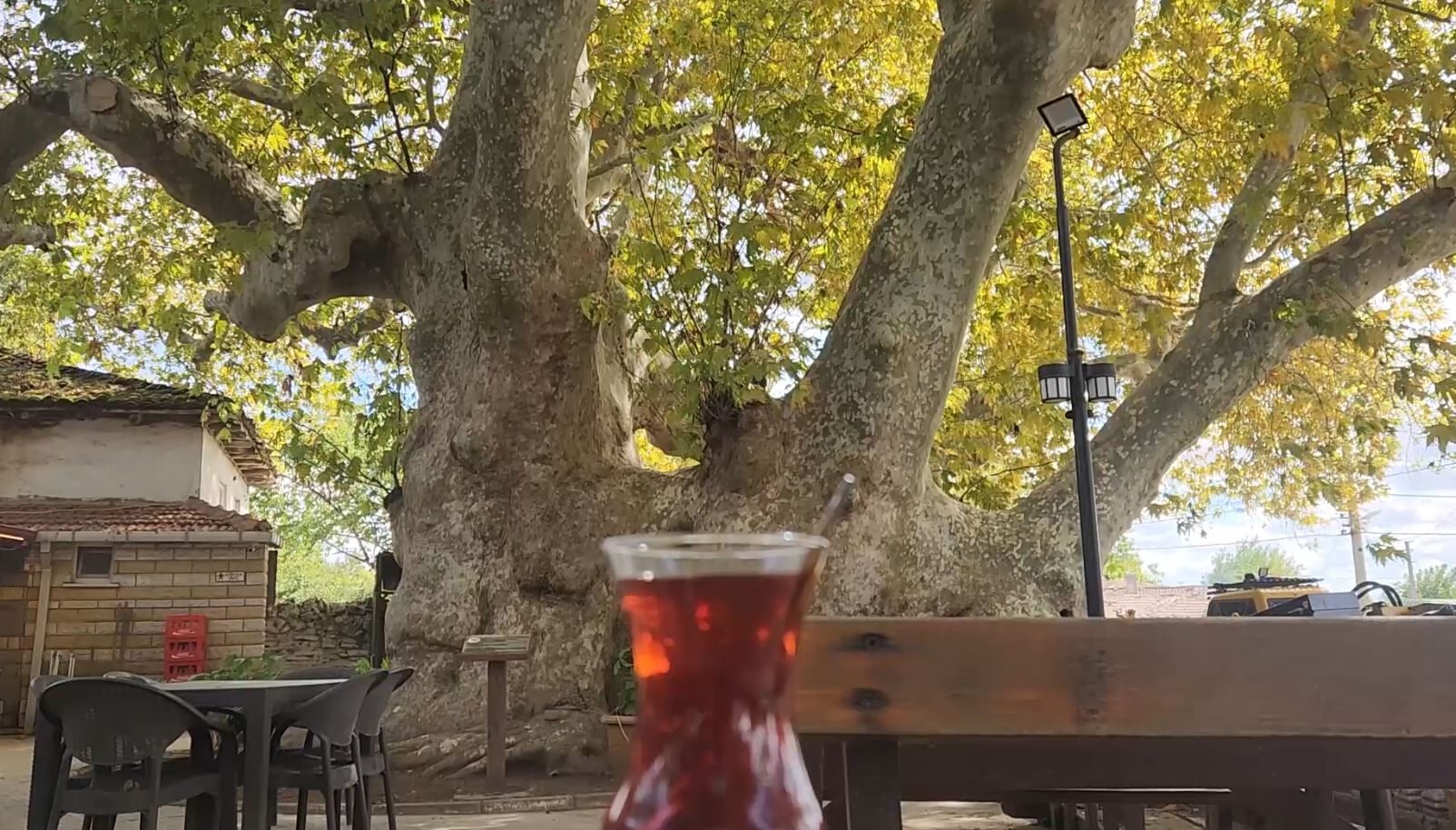 Çınar4