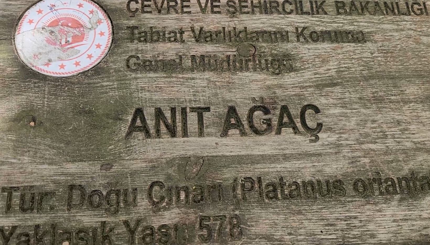 Çınar5