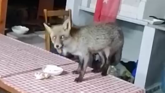 Safaalan'da ilginç komşuluk! Mangal kokusuna geldi, misafir oldu...Tilki Kamil sofraya oturdu